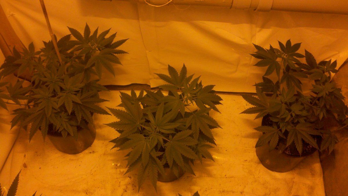 Ets alien og grow 2