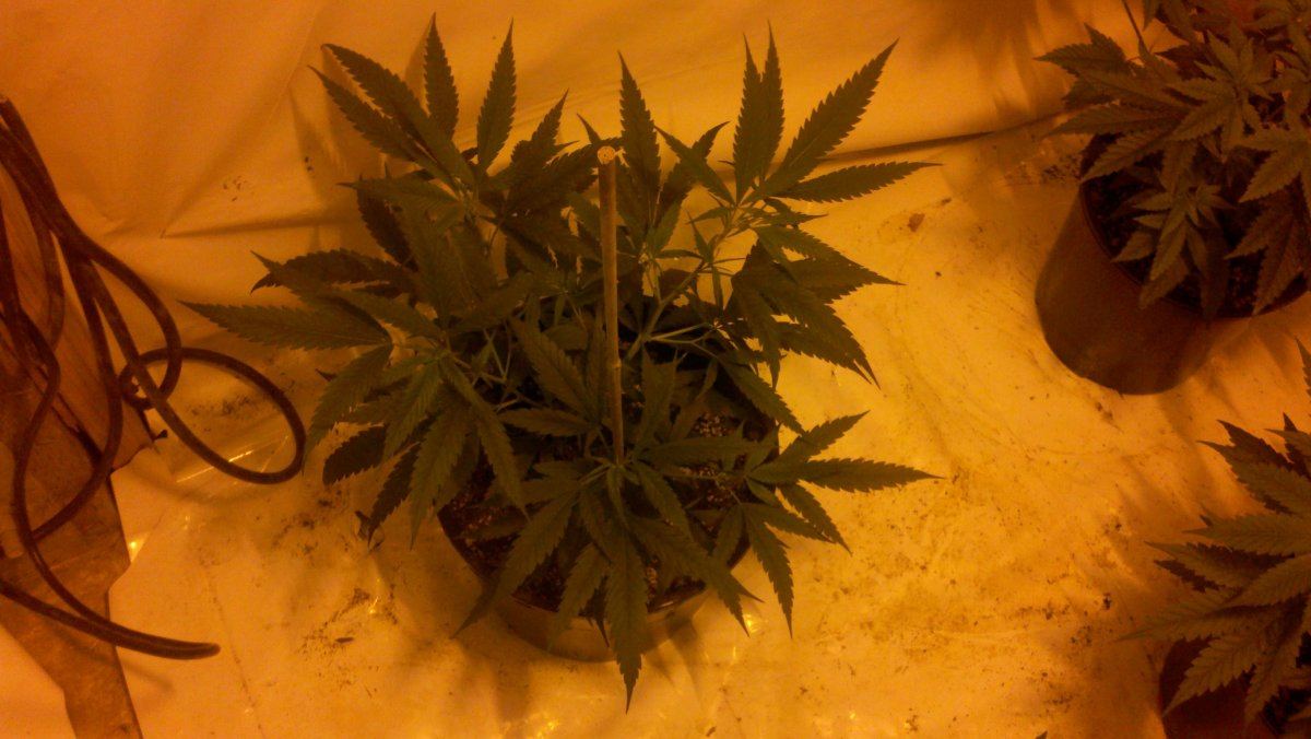 Ets alien og grow 3