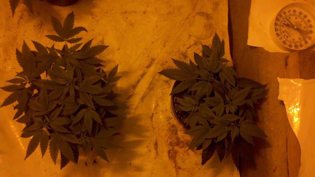Ets alien og grow 4
