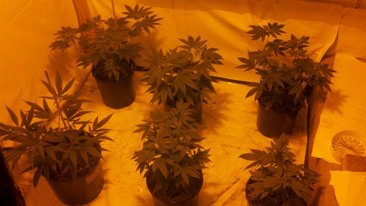Ets alien og grow