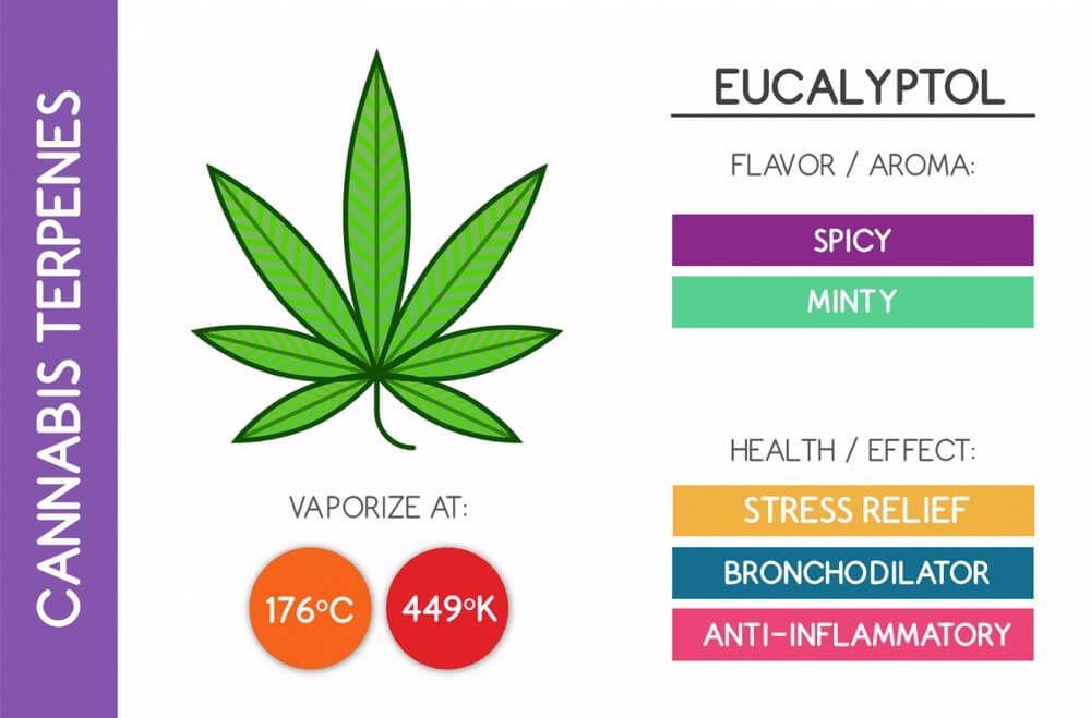 Eucalyptol cannabis terpene chart