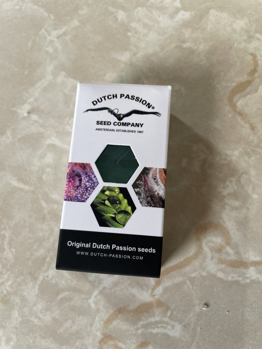 Euforia by dutch passion photos
