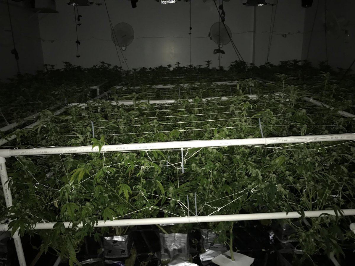 Even canopy structure