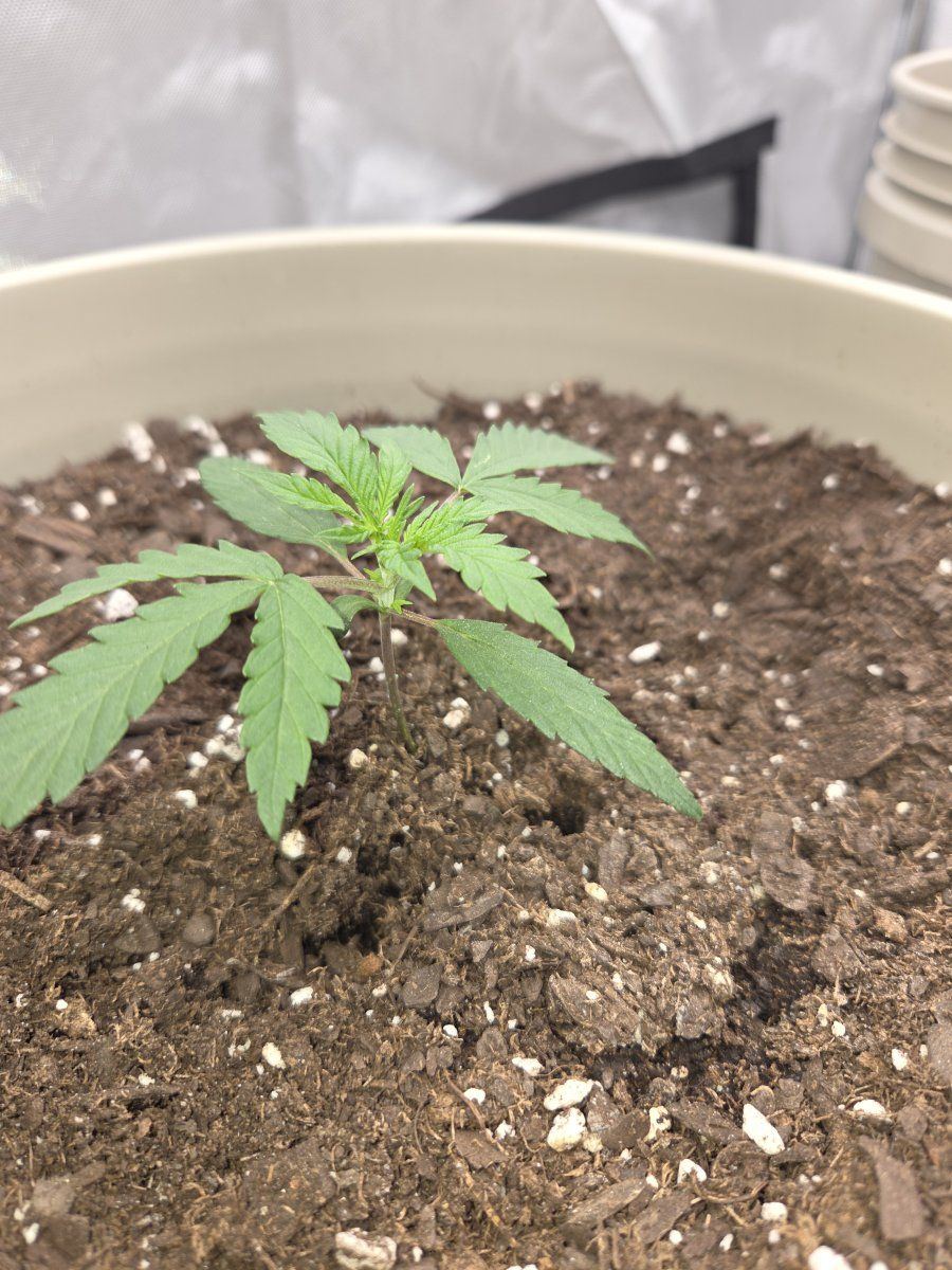 Every day starting at  day 14