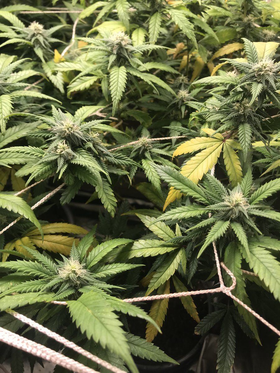 Everyday new dead or yellowing leaves 3 weeks into flower 3