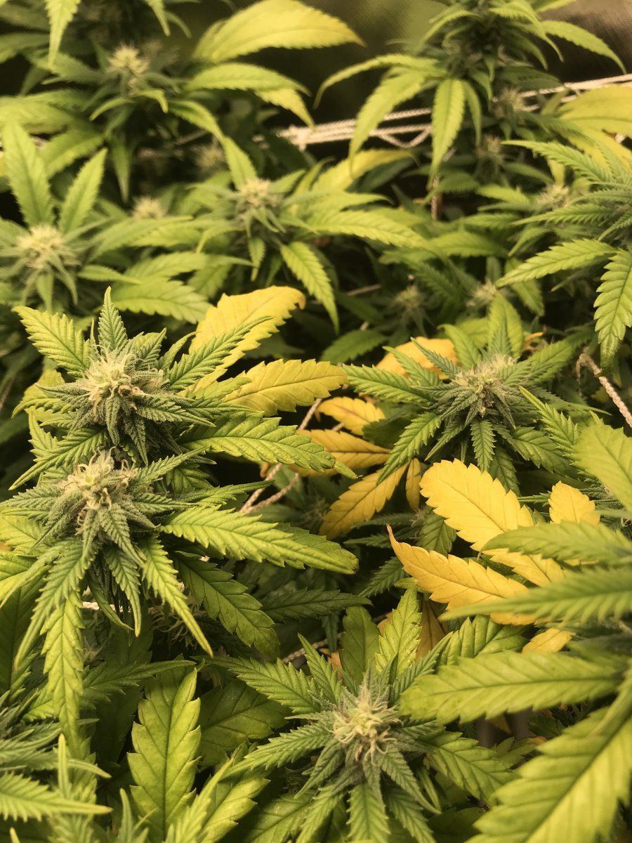 Everyday new dead or yellowing leaves 3 weeks into flower