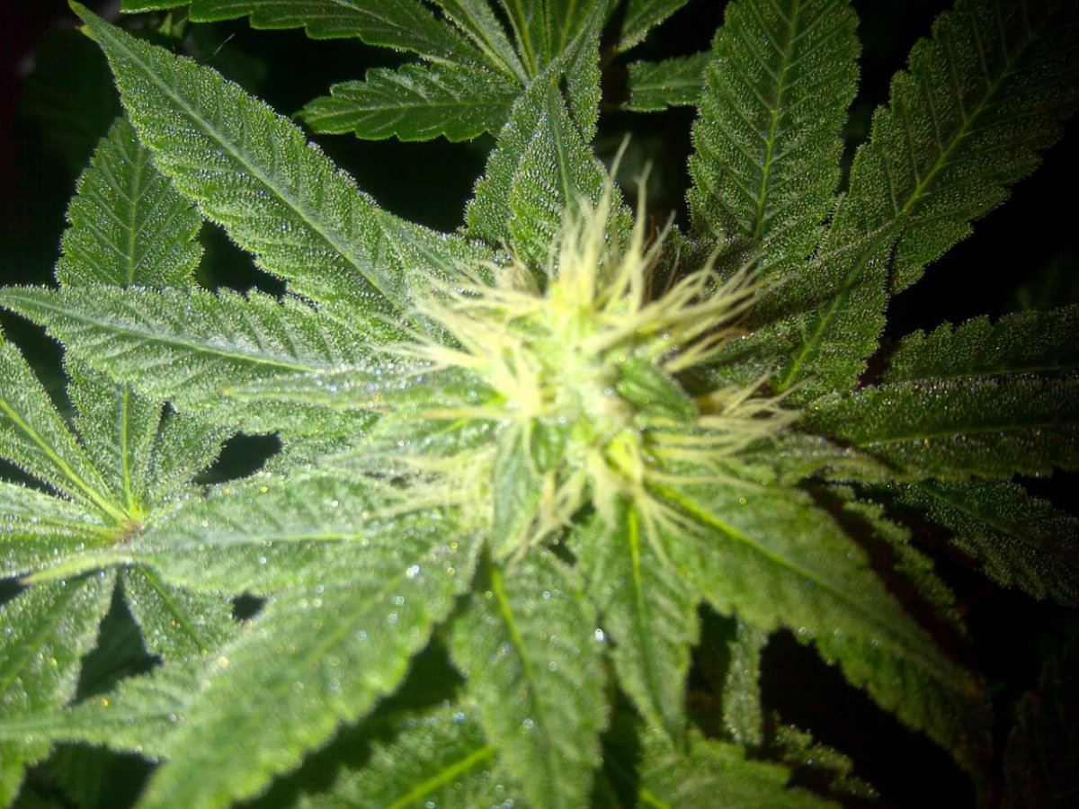 Evil k day 34