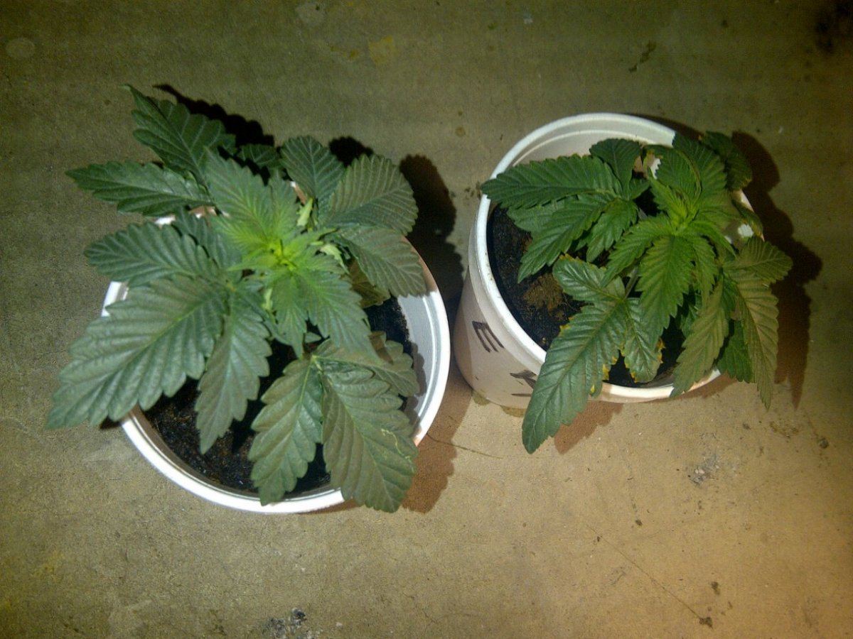 EVIL K OG 1 2 11 8
