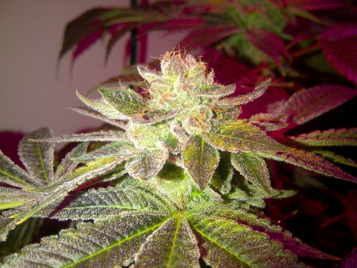 Evil k og 63days