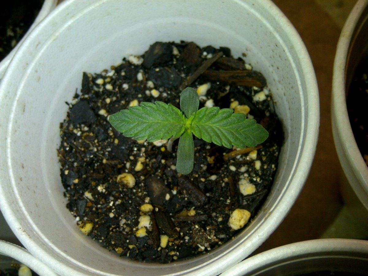 Evil k og day 7
