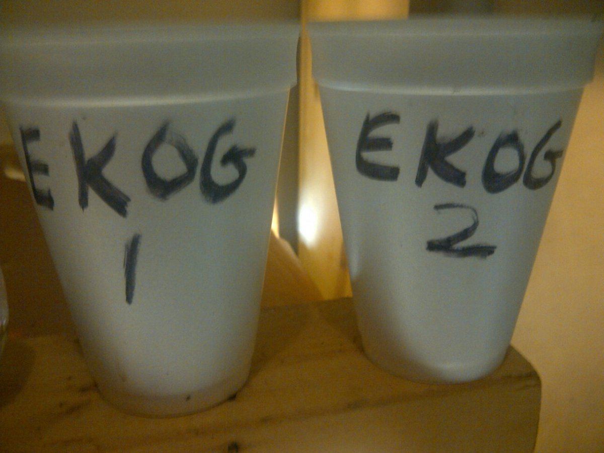 Evil kenevil og