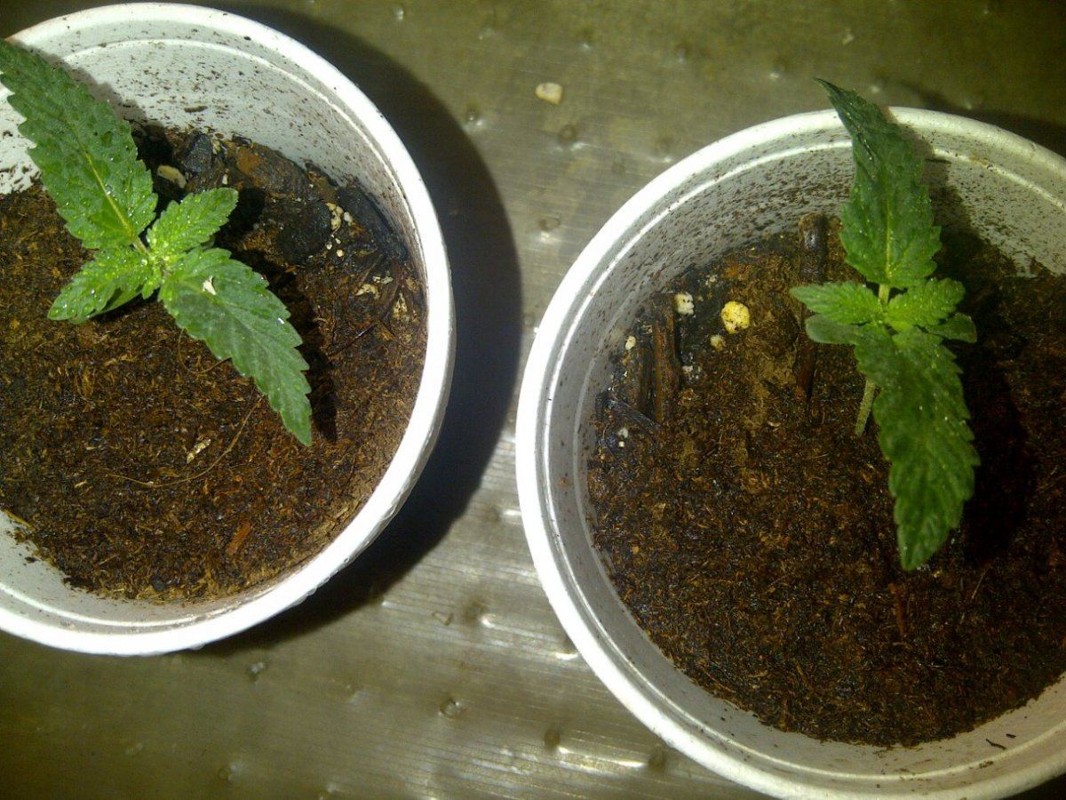Evil kenevil og
