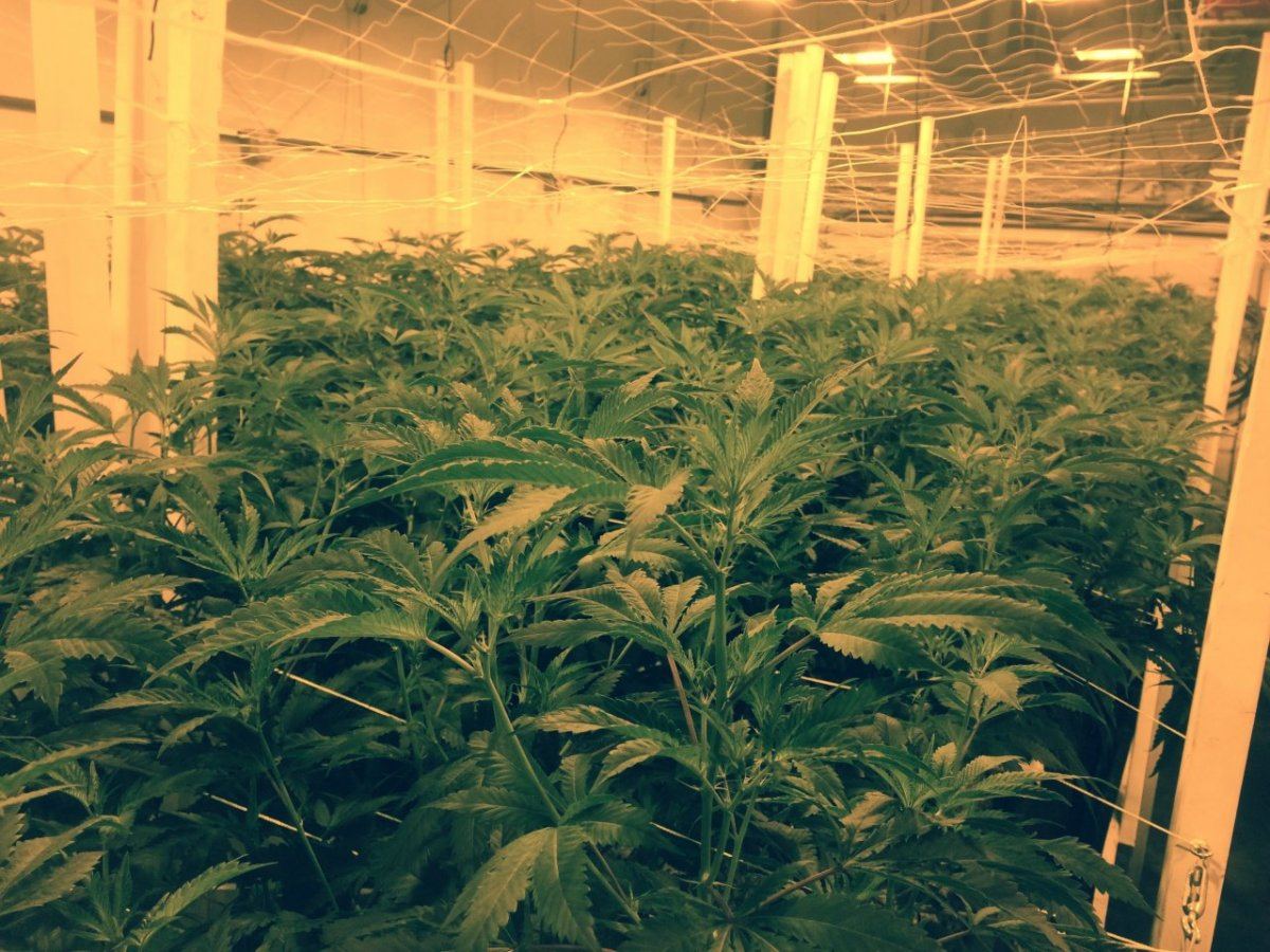 Evncanopy