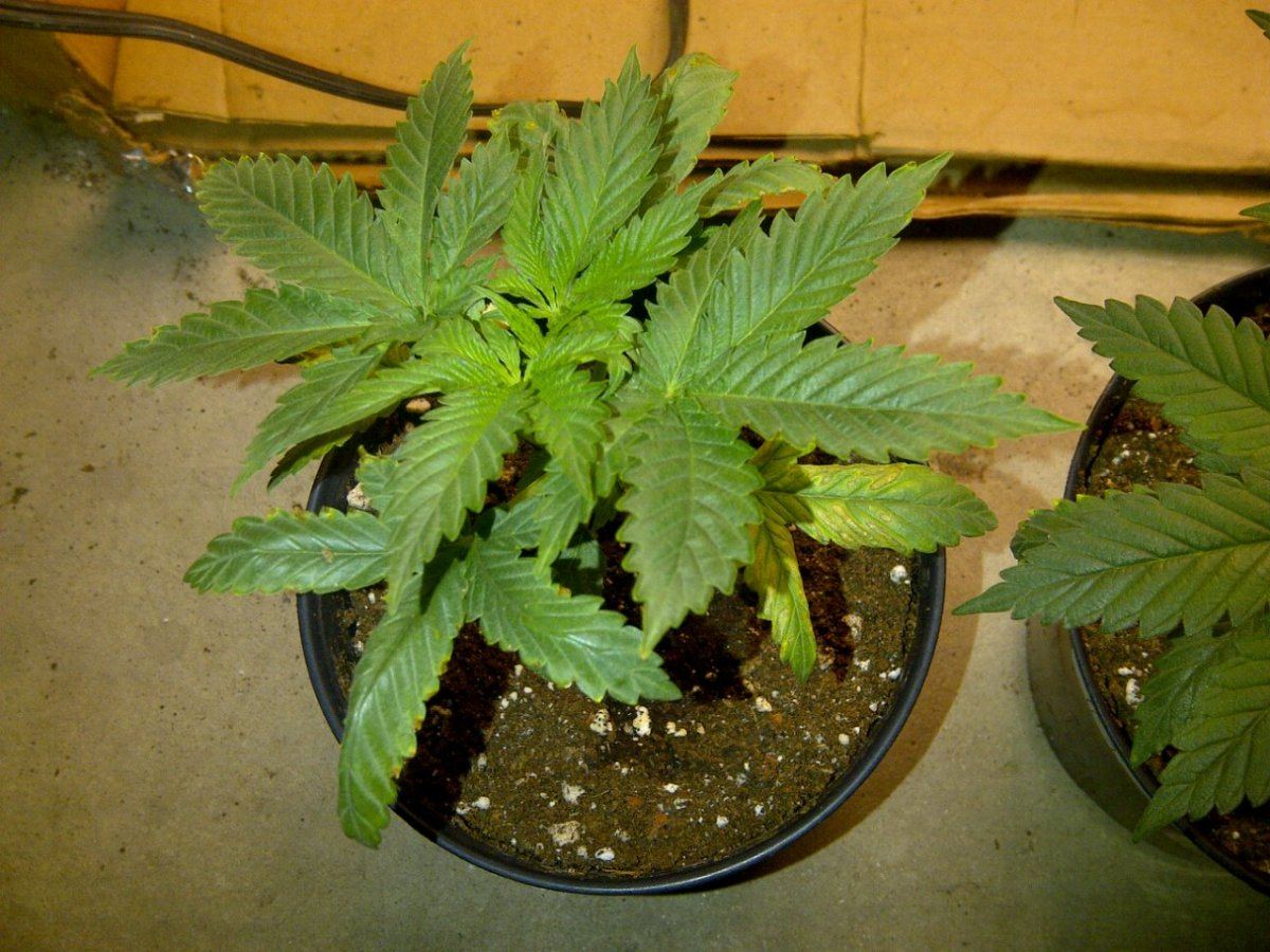 Ewok 1