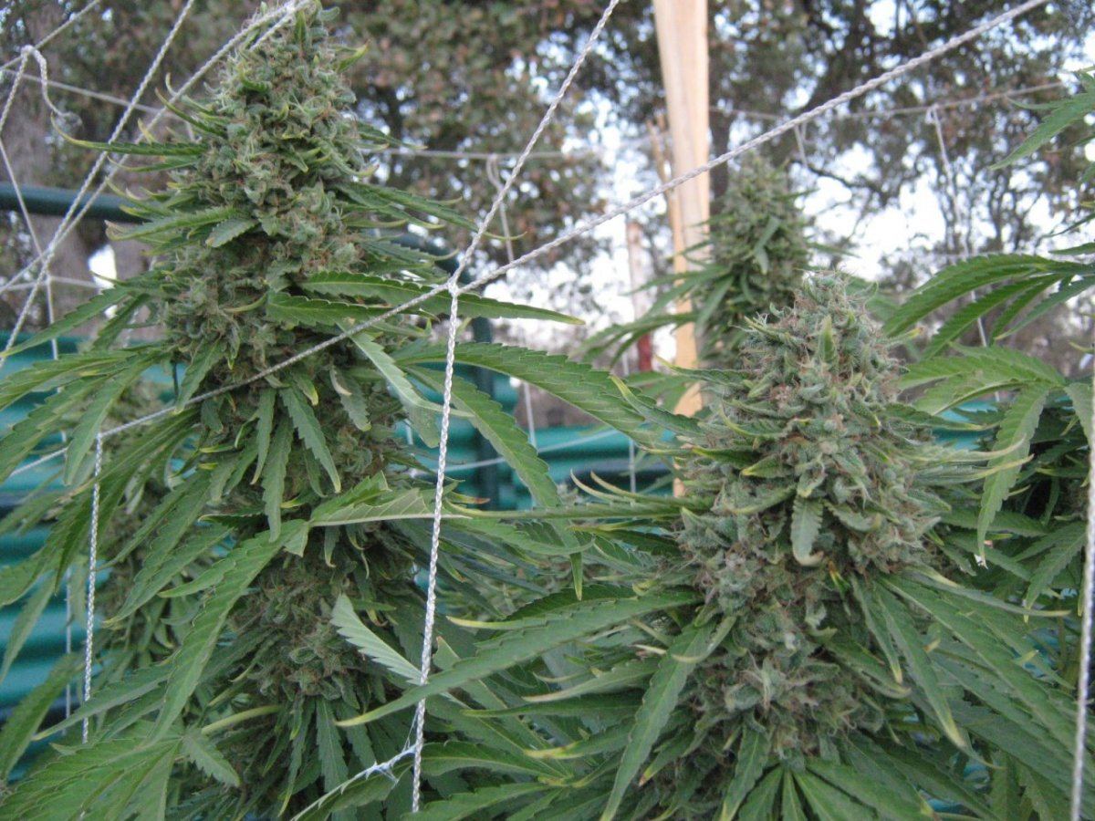 Ewok1 10 2