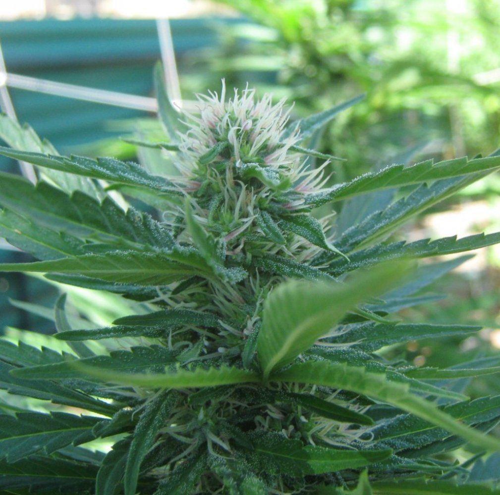 Ewok1Bud8 26