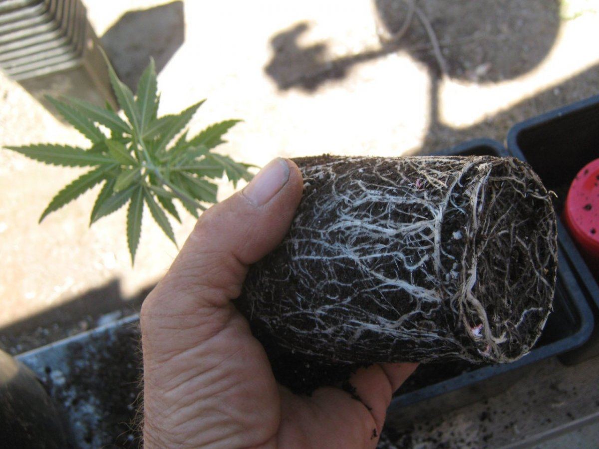 Ewok1roots