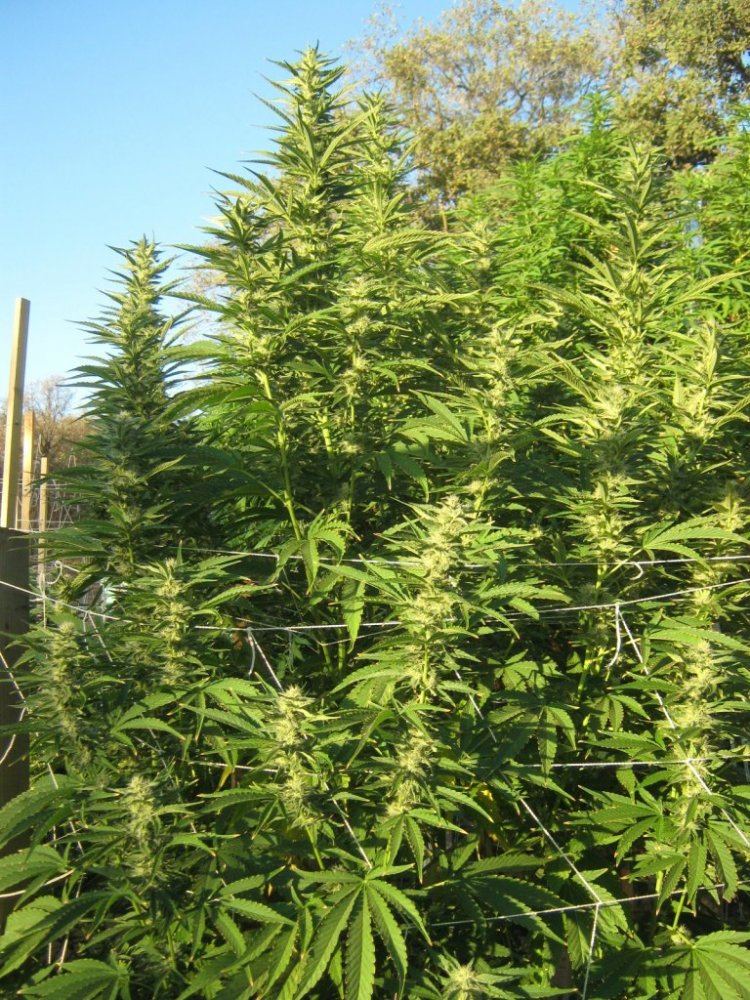 Ewok2 8 30wholeplant