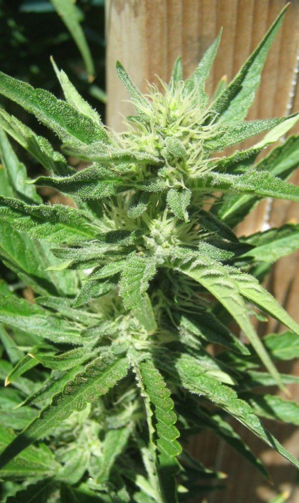 Ewok2sugar8 24