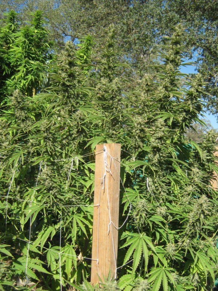 Ewok2tree9 19