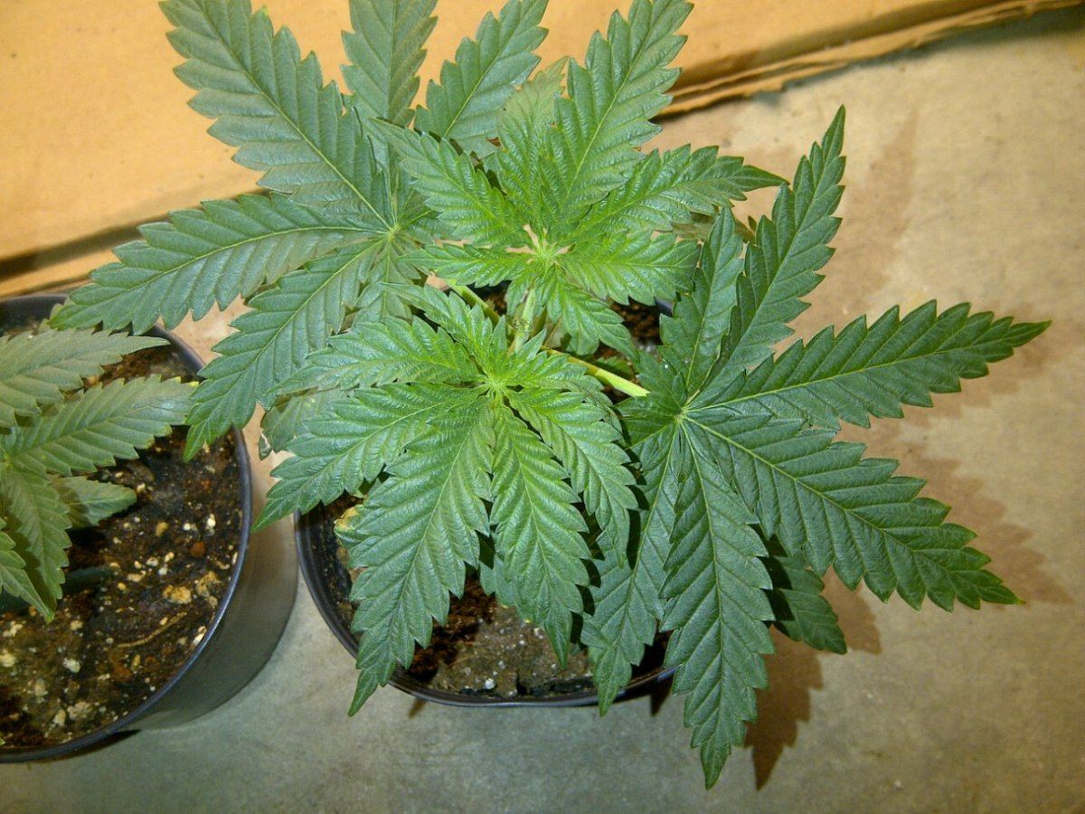 Ewok 3
