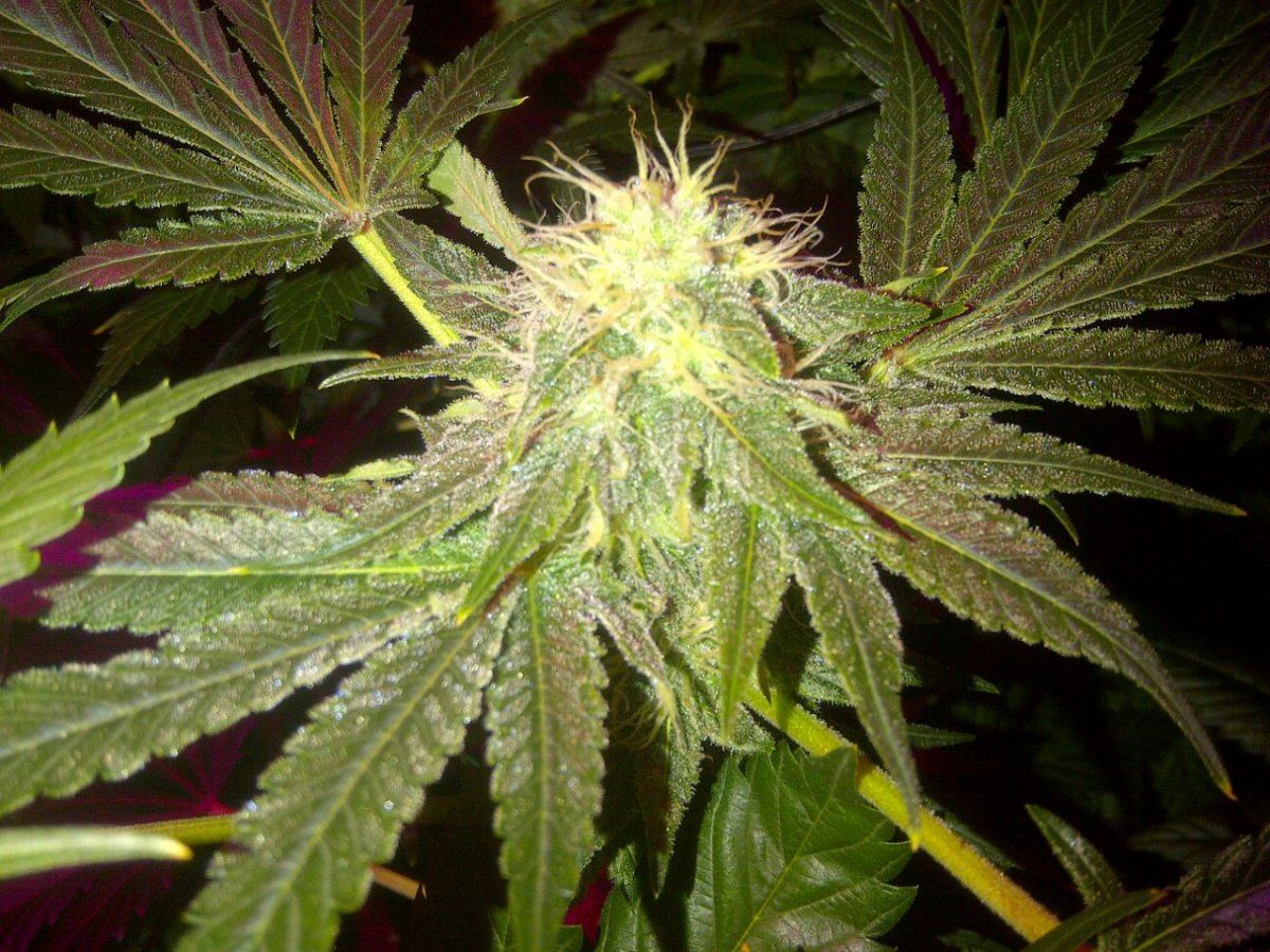 Ewok day 43