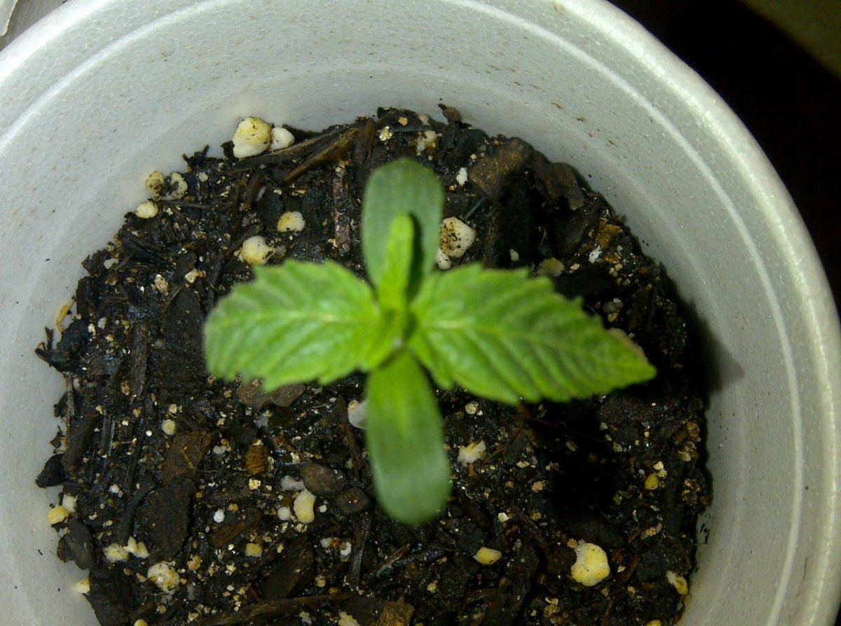 Ewok day 7