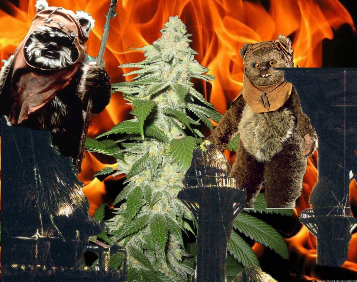 Ewok