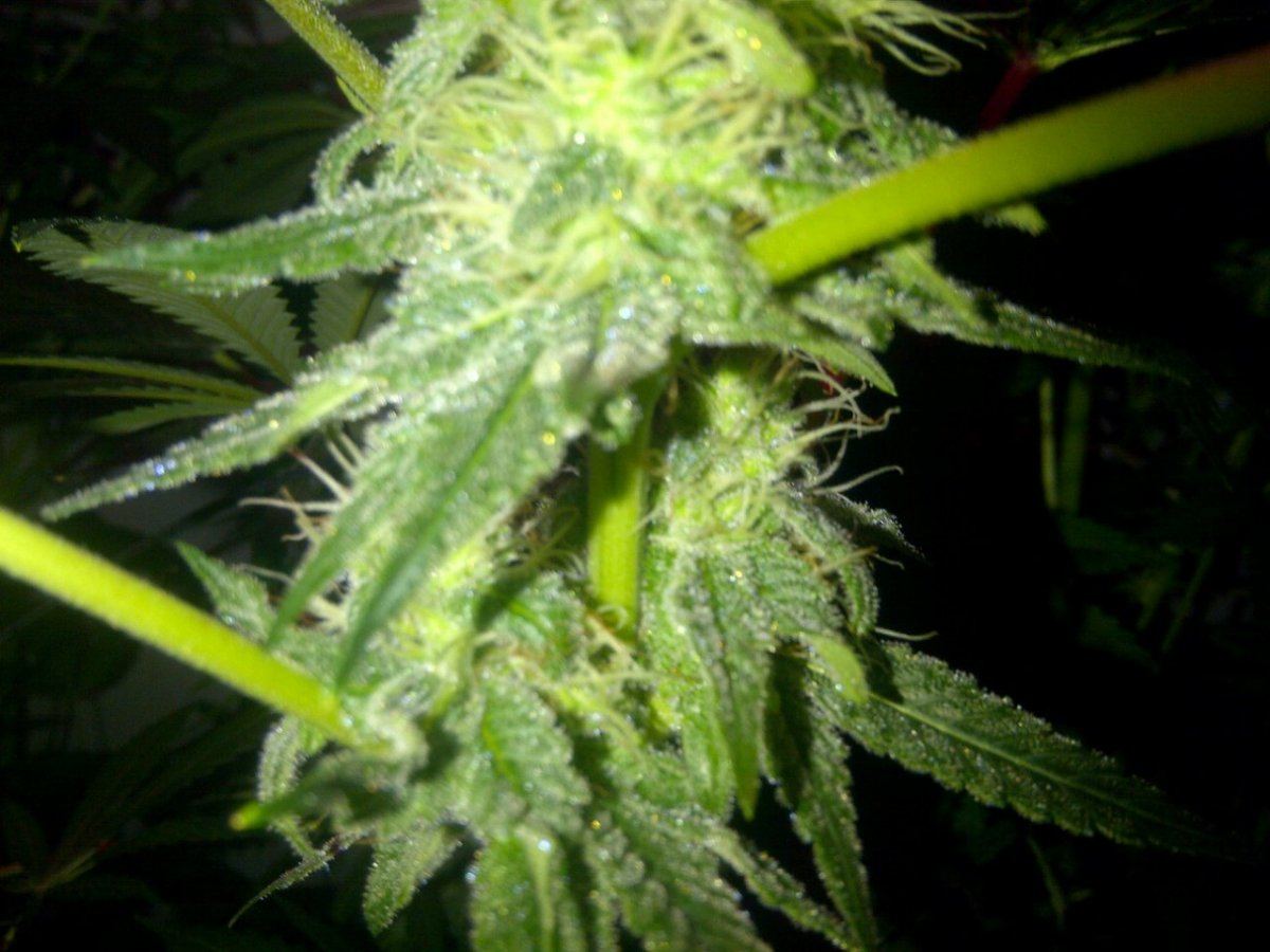 Ewok lwr day 43