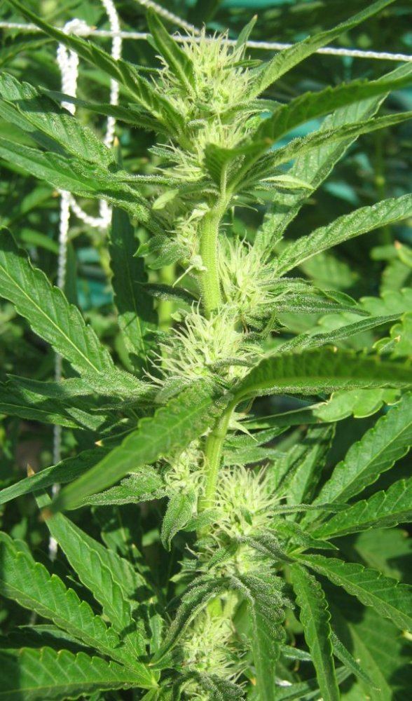 Ewok2flower8 19