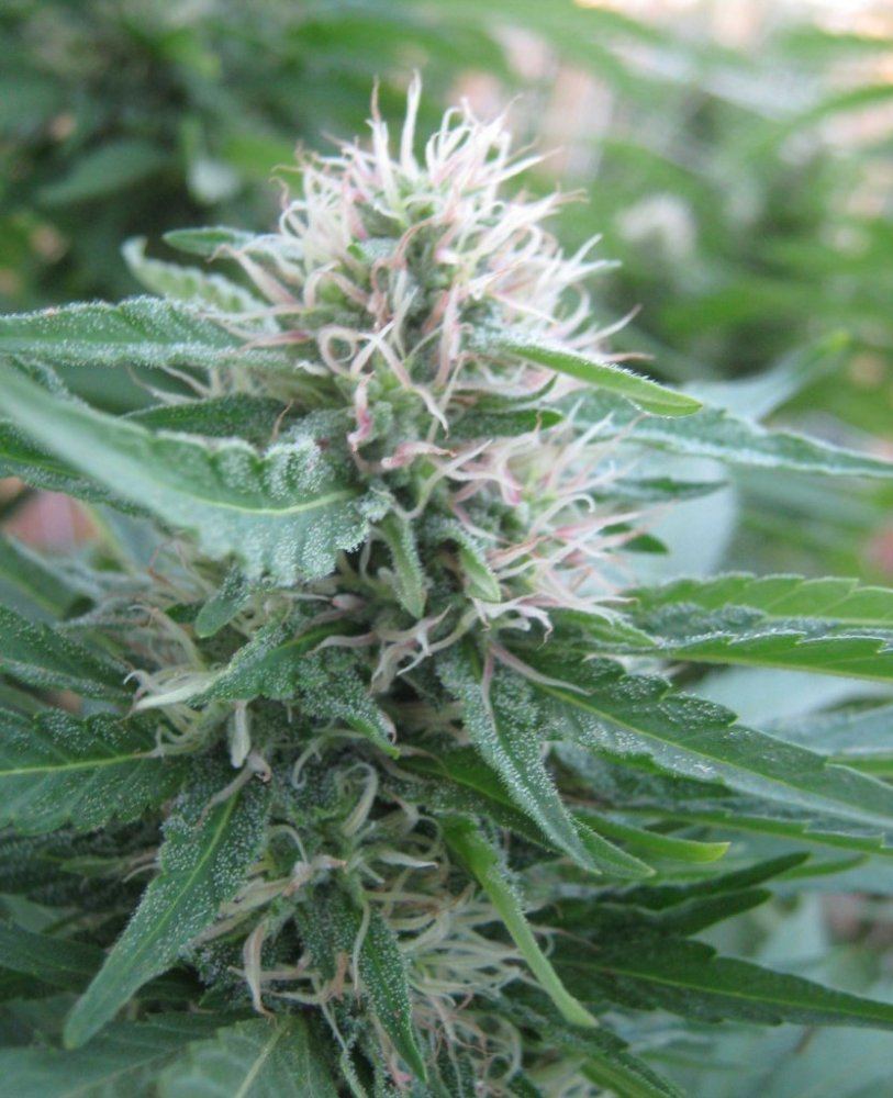 EwokBud9 4