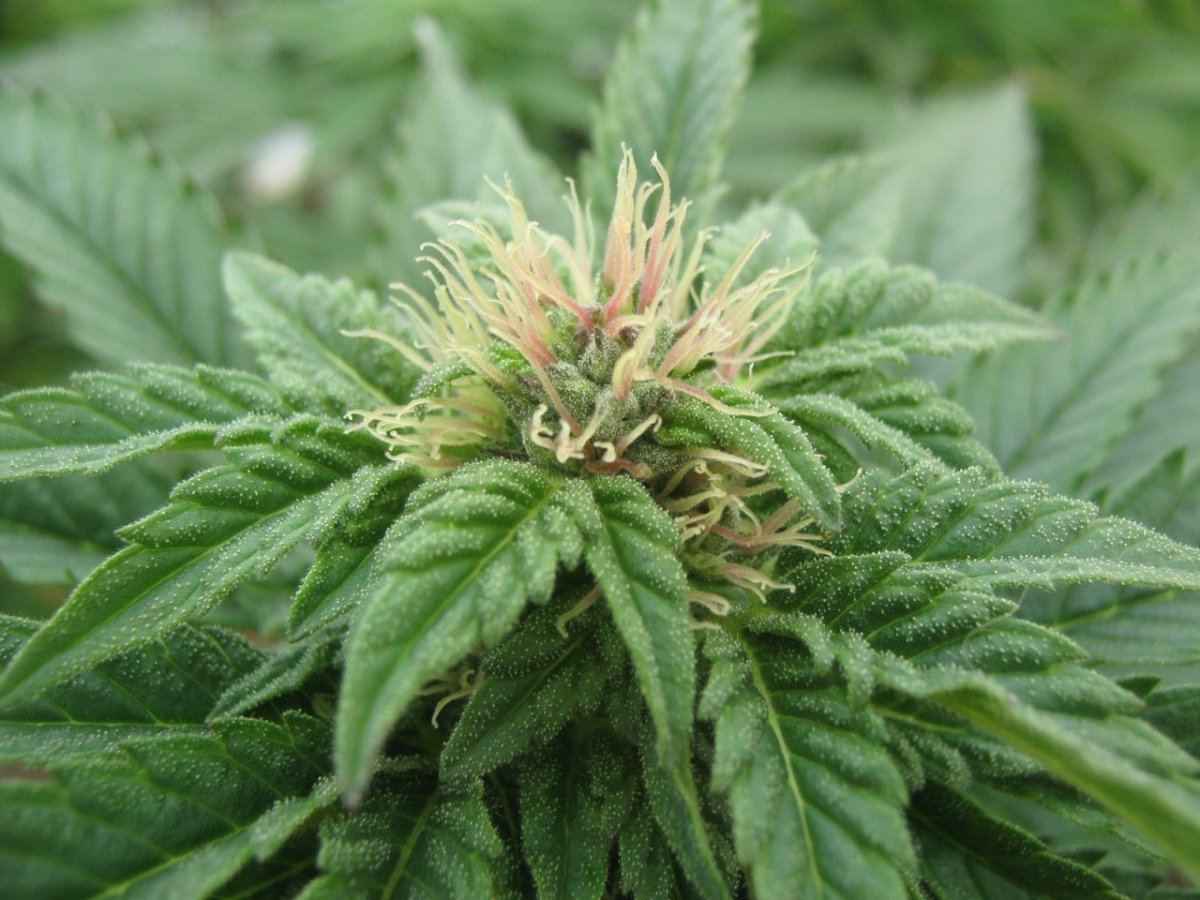 Ewokcloseup36
