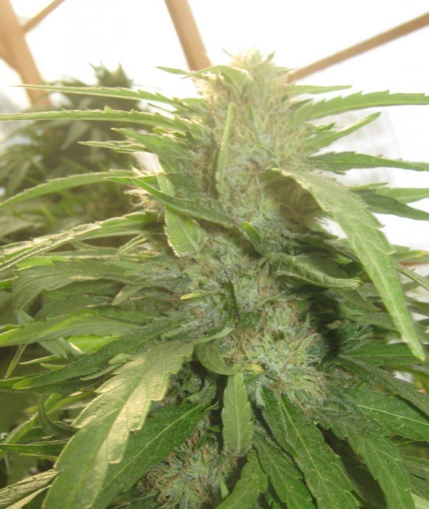 Ewokcloseup99