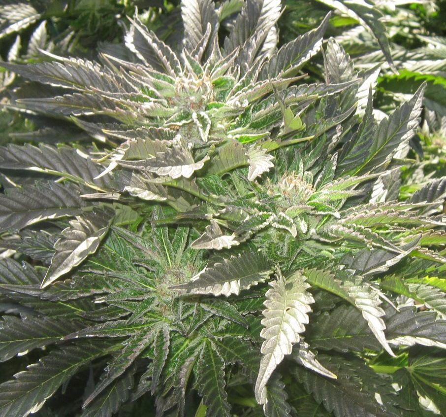 Ewokclusterfucl420b