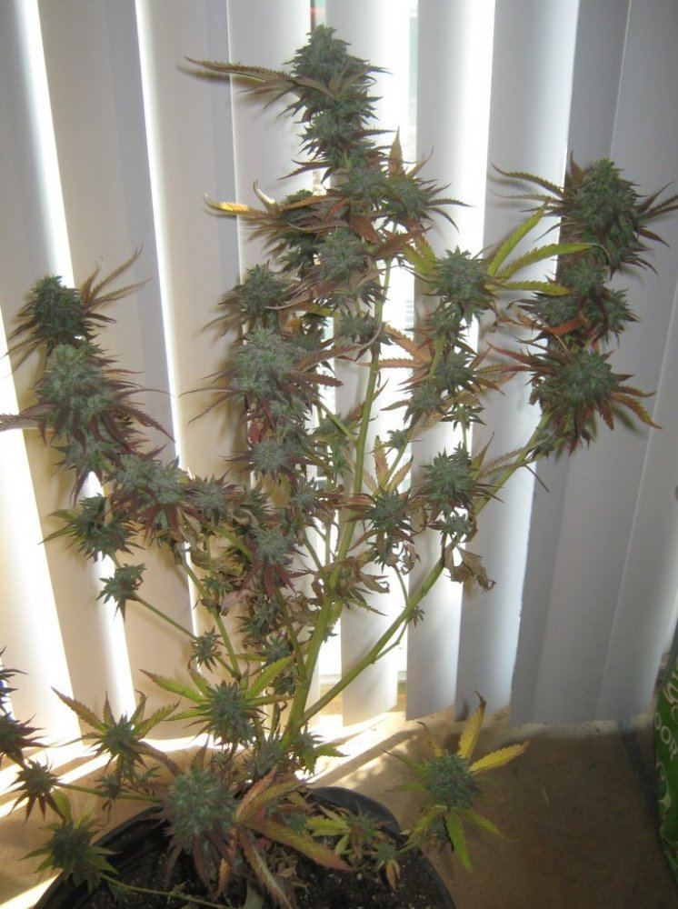 Ewokdone51