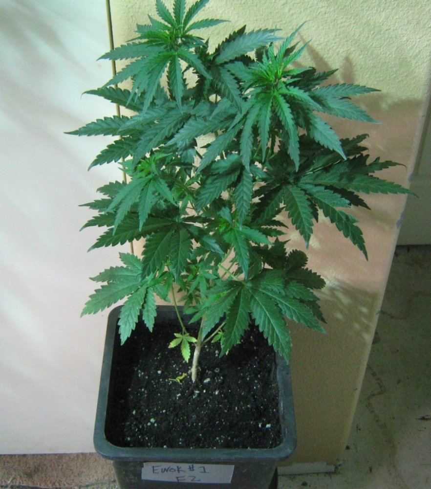 EwokF22 215