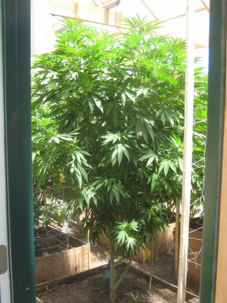 Ewokf2 612
