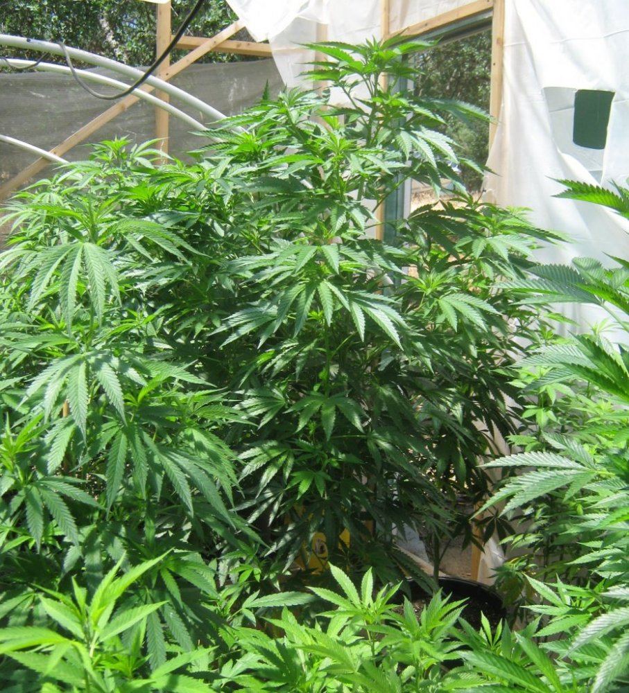 EwokF2a517