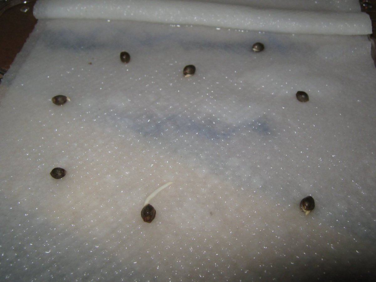 Ewokf2seeds1221