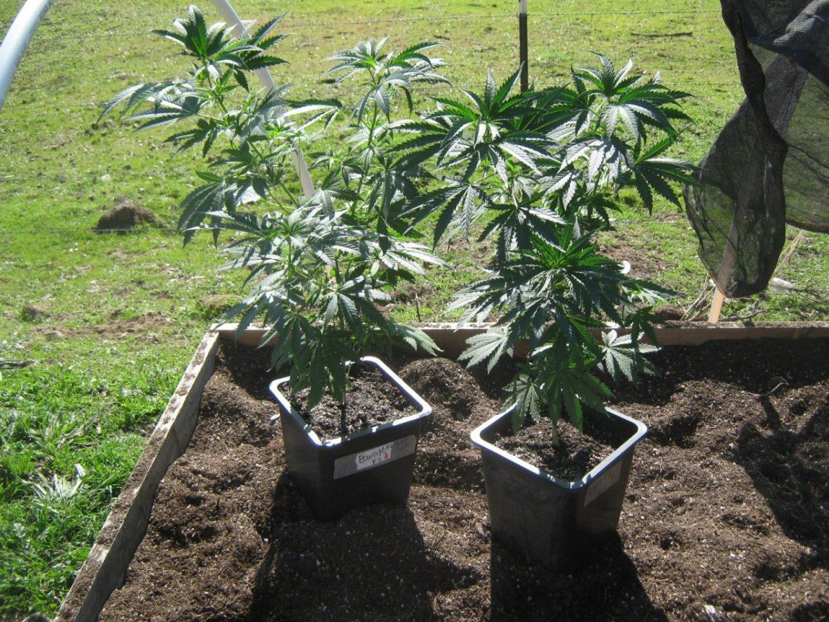 Ewokf2twins228