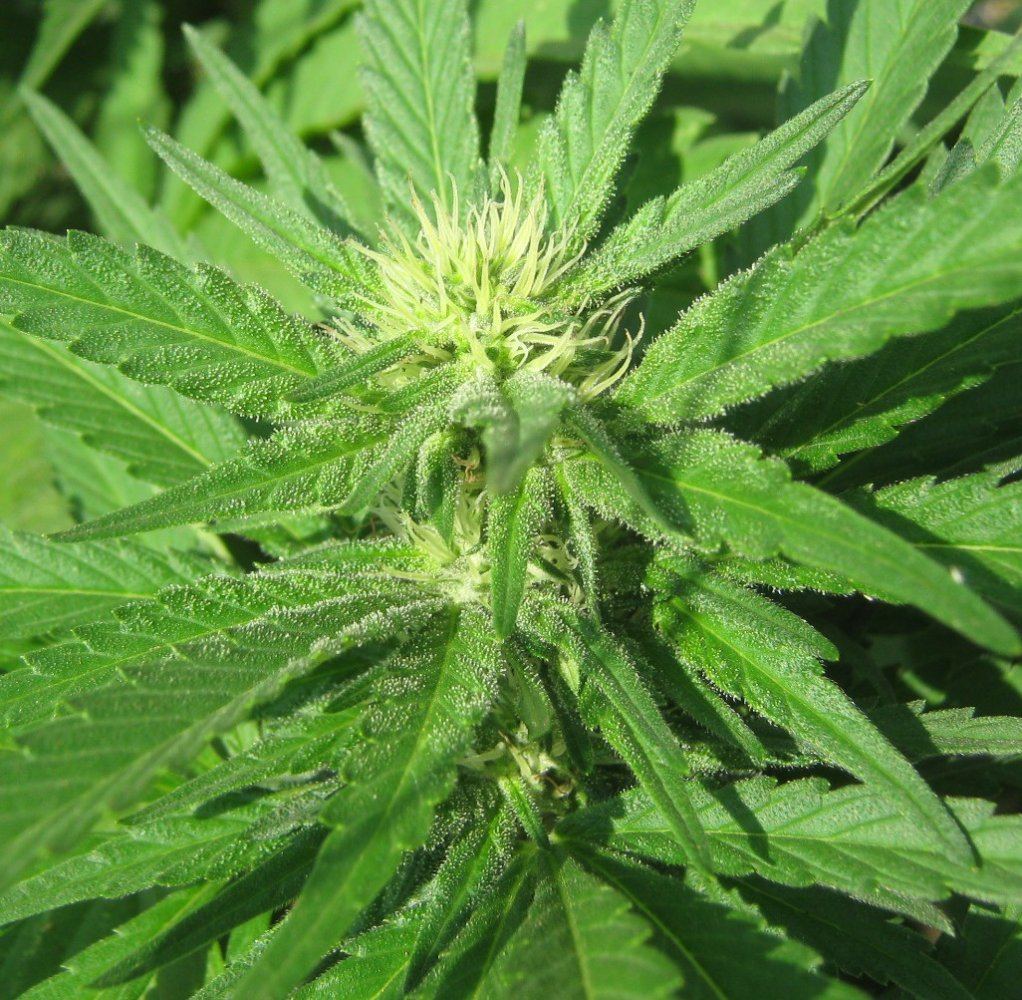 Ewokflower8 19