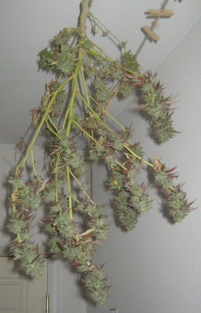 Ewokharvest51