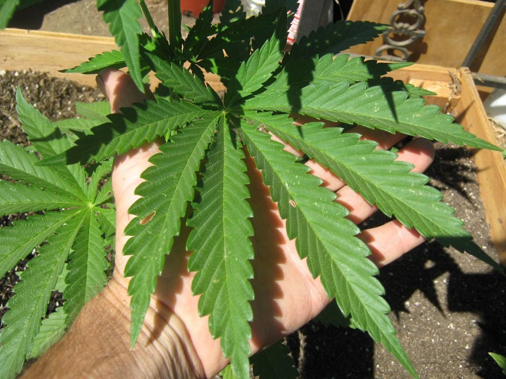 Ewokleaf6 28