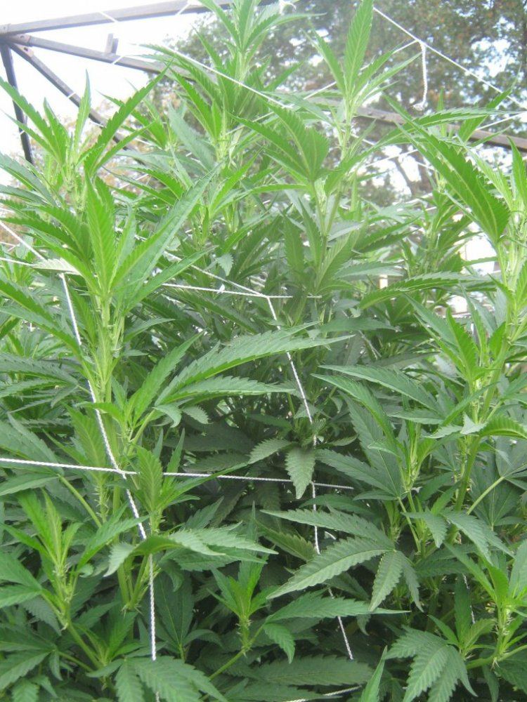 Ewokpreflowers711