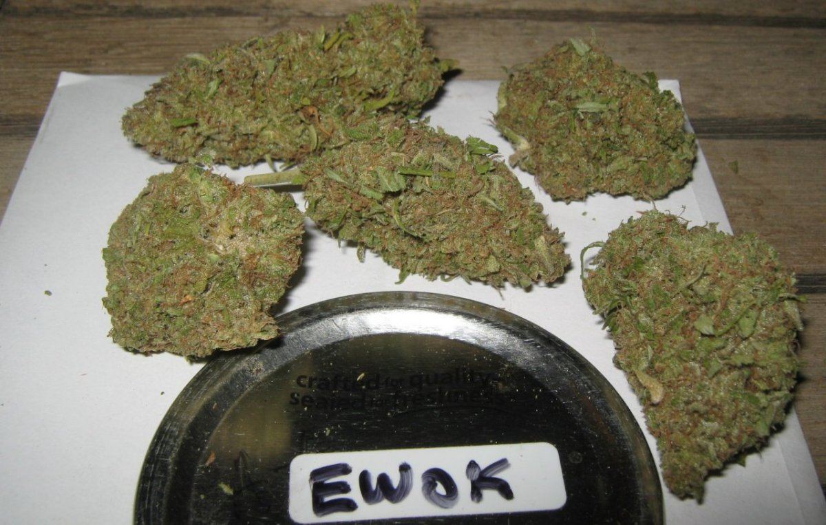 Ewokrocks