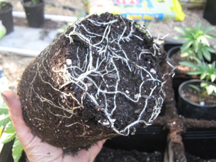 Ewokroots6 3
