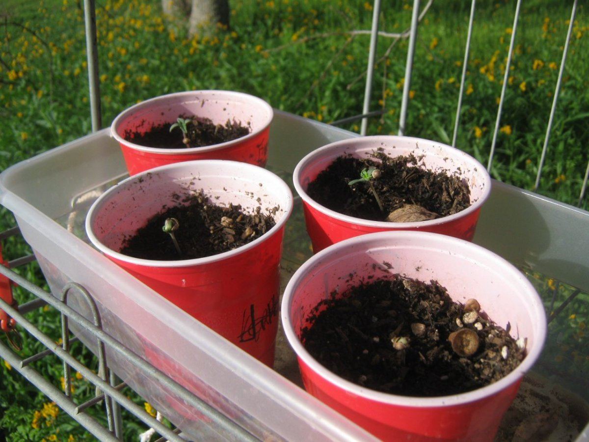 Ewokseedlings315