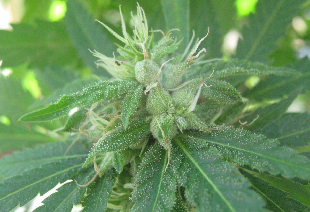 EWOKSEEDS