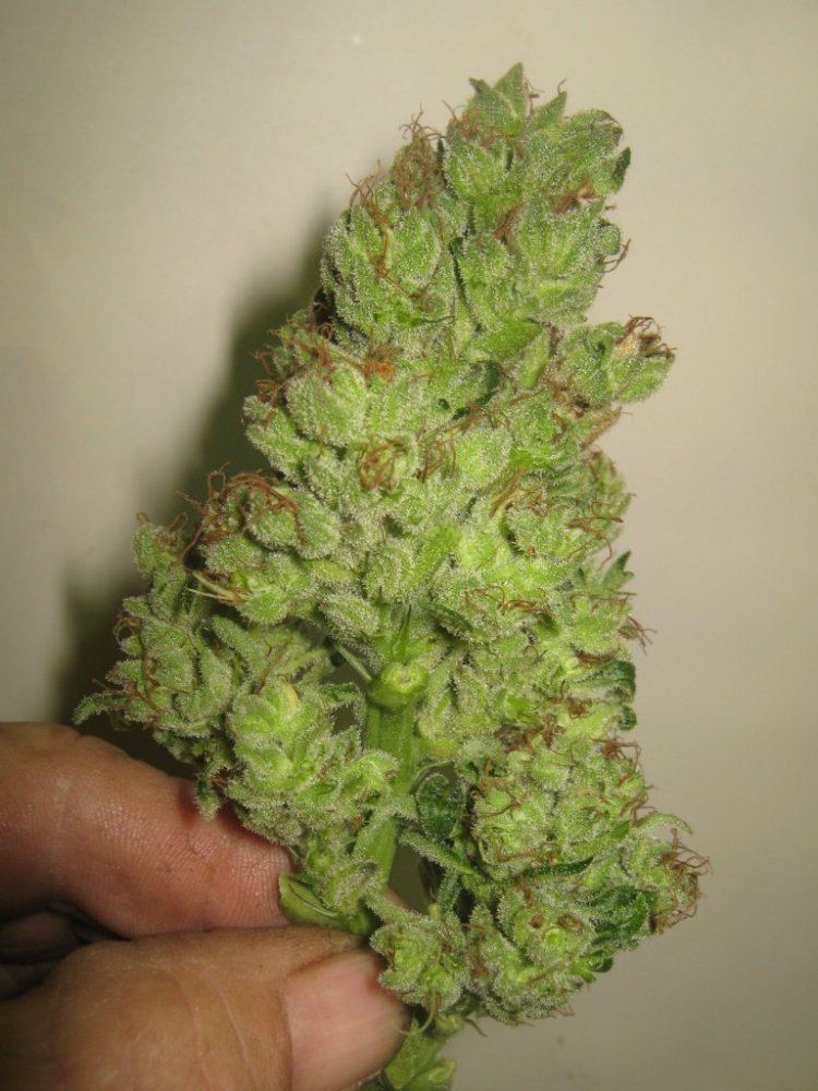 Ewoktrimed416