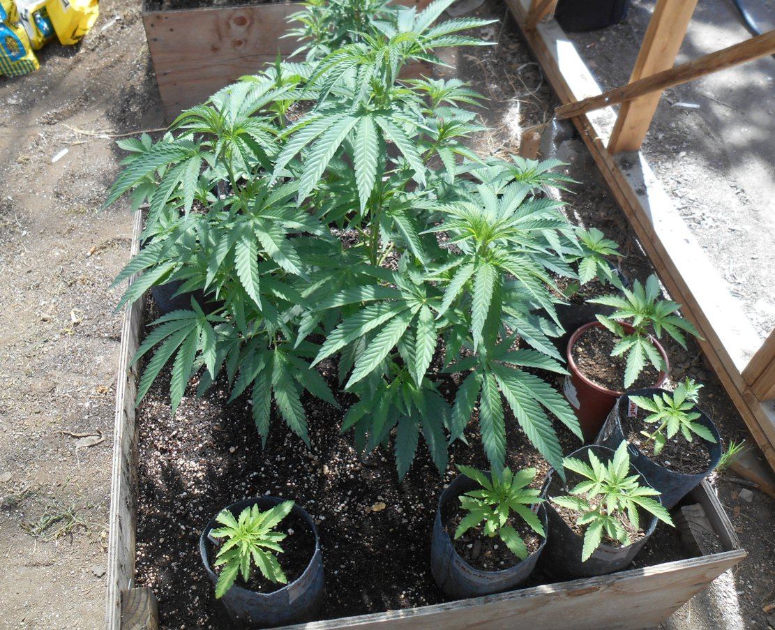 Ewookie7andf2seedlings